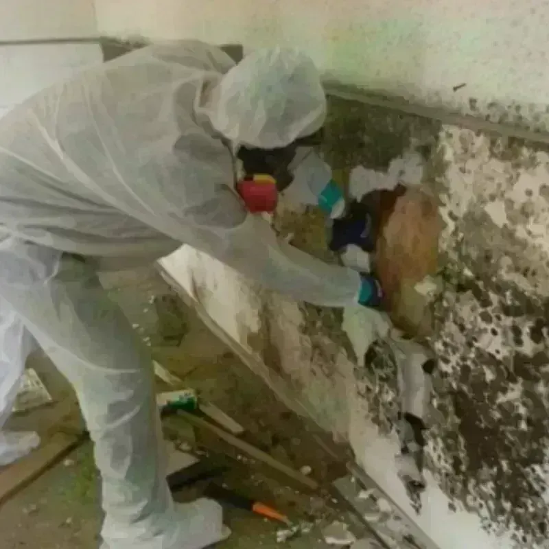 Mold Remediation and Removal in San Lorenzo, CA